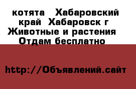 котята - Хабаровский край, Хабаровск г. Животные и растения » Отдам бесплатно   